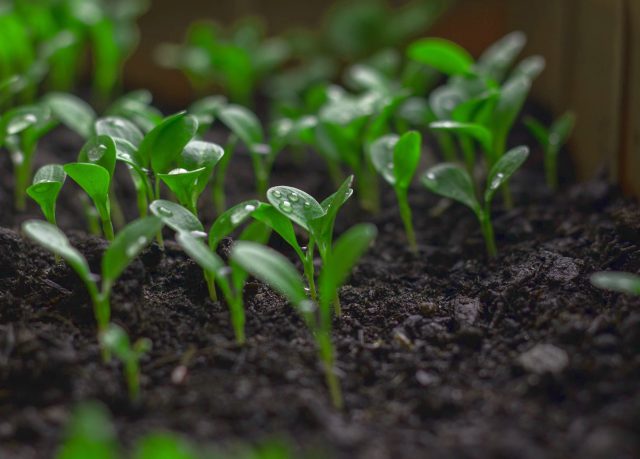 What is Composting?