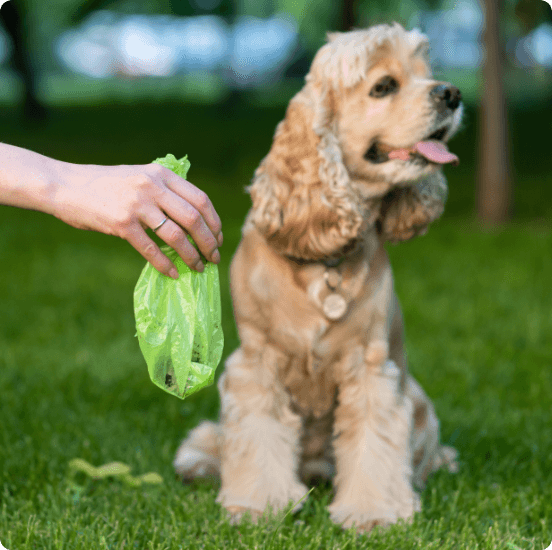 <strong>Dog Waste</strong>